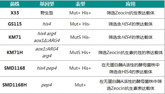 合成生物学底盘细胞之毕赤酵母