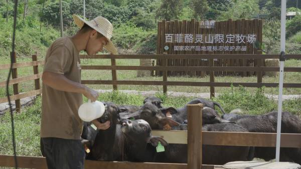 百菲乳业携手中国农大，共建水牛联合研究中心